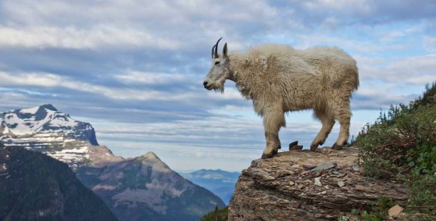 A majestic goat in Glacier National Park.